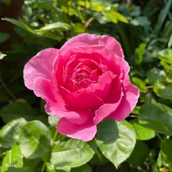 植物が好き♡の画像 by Doraさん | 小さな庭とトワパルファンとおうち時間とLove & Peaceと植物が好き♡と花のある暮らしと薔薇♪