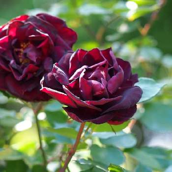 花の撮影の画像 by 柊（しゅう）さん | お出かけ先と平塚花菜ガーデンと春の薔薇と花の撮影と薔薇・ルイ14世と連投すみません