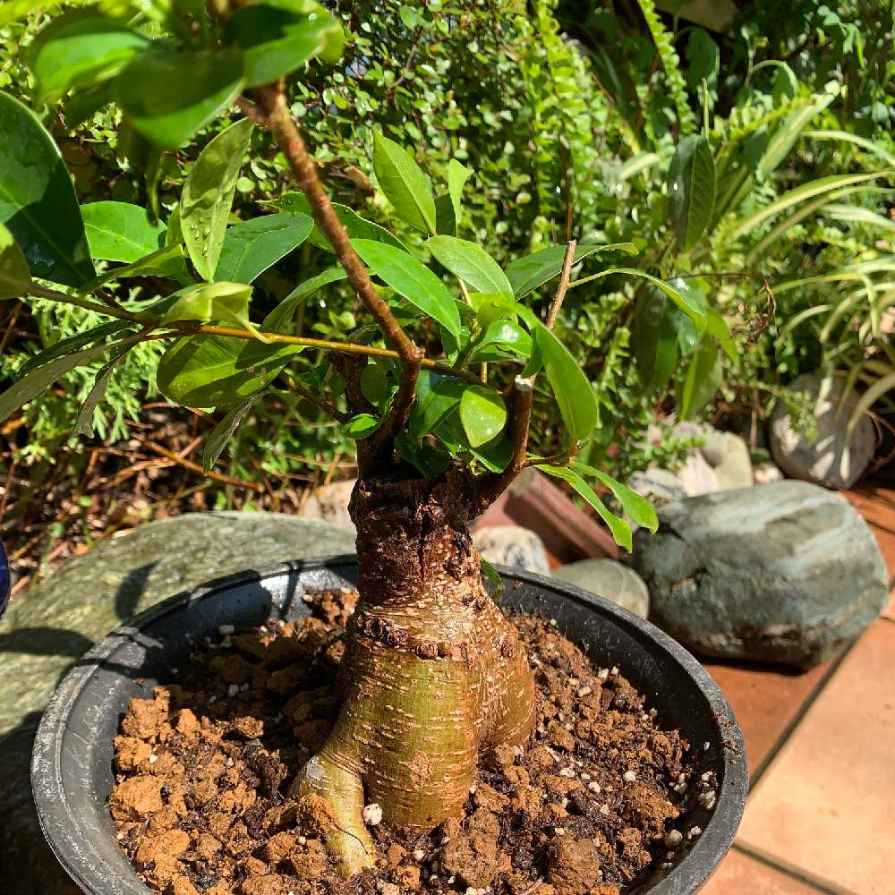 ガジュマルの投稿画像 By Ryucogenkiさん ガジュマルとインテリアとガジュマル巨大化計画と ガジュマルとガジュマル巨大化計画 22月5月6日 Greensnap グリーンスナップ Greensnap グリーンスナップ