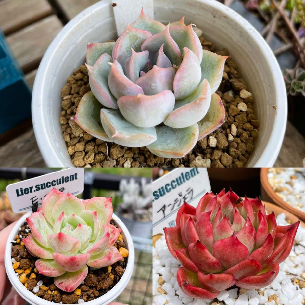 多肉植物 サンダーローズtype2 リエール苗 抜き苗 根付き | B サンダー ...