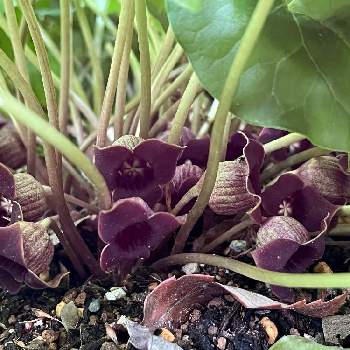 林床の画像 by カヤランさん | ウスバサイシンと山野草と紫色の花とウスバサイシンの花と林床とウマノスズクサ科