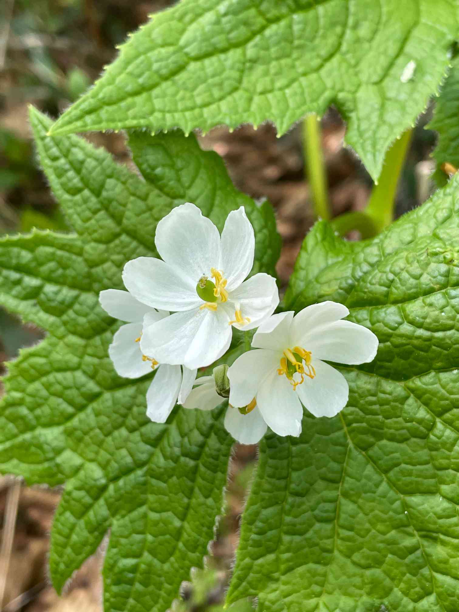 山野草　斑入り　サンカヨウ　大株E 山野草サンカヨウ根茎6株 10節以上の大苗 サンカヨウ-北海道の山