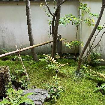 苔庭の画像 by あ恋もさん | シダ植物と苔庭
