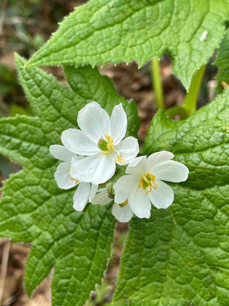 山野草　斑入り　サンカヨウ　大株E 山野草 斑入り サンカヨウ 大株E 山野草 斑入り サンカヨウ 大株E