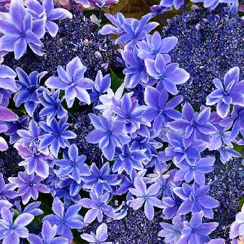 母の日ギフトの画像 by EMIさん | お出かけ先と薄紫色の花とあじさい大好きと青いお花と紫陽花 アジサイ あじさいと花のある暮らしと紫陽花の鉢物と母の日ギフトと紫のお花と母の日