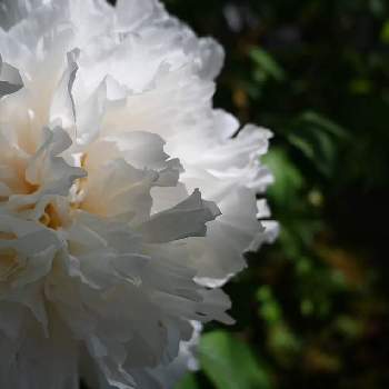  白牡丹の画像 by itukushima111さん | お出かけ先と京都大原三千院と花散歩と 白牡丹とみどりの日と花のある暮らし