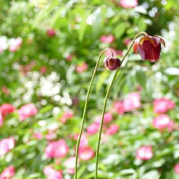 食虫植物 サラセニアの画像 by barchettaさん | 小さな庭とサラセニア、とアンジェラと多年草と草本と食虫植物 サラセニアと赤茶色の花と食虫植物