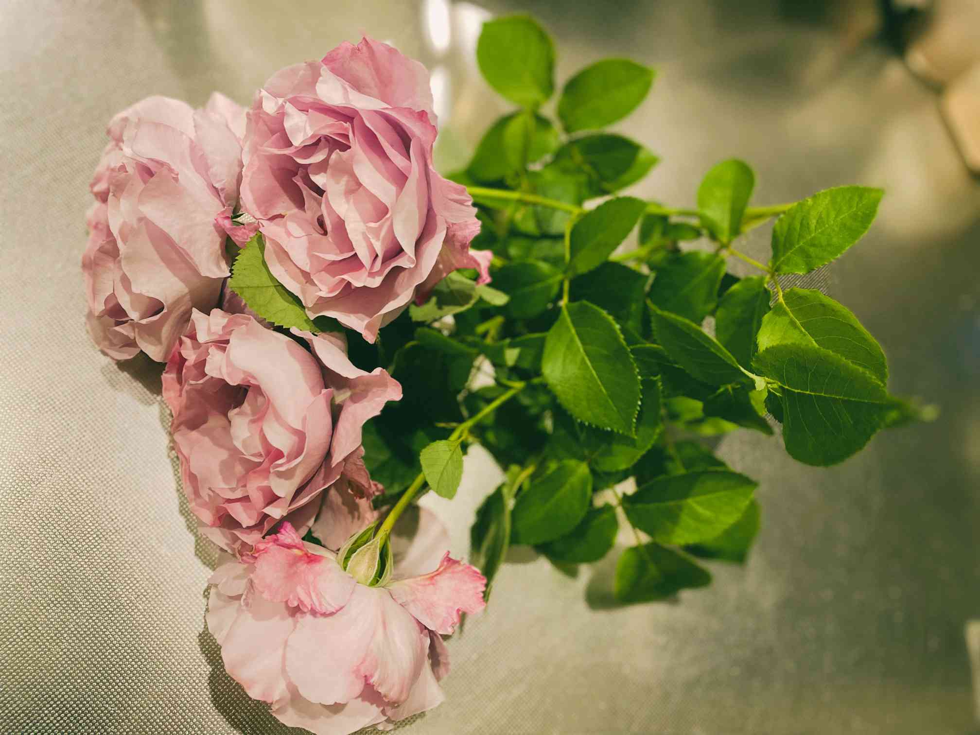 せせらぎ｜🍀GreenSnap（グリーンスナップ）