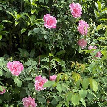 バラ　スパニッシュ　ビューティーの画像 by キャンディータフトさん | 小さな庭とバラとバラ　スパニッシュ　ビューティーとつるバラ...と寒さに負けないとおうち園芸と元気が出ると色にこだわると花のある暮らしと冬を越えて