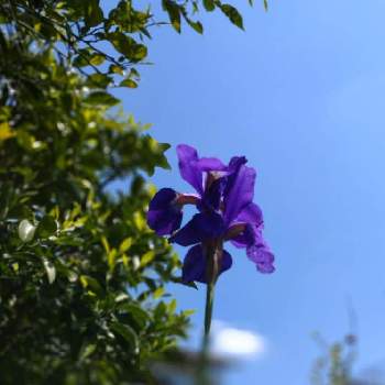 パープル　紫の画像 by シェリーさん | アヤメと気持ち良さそうと紫色の花と青い花と青いお花と紫色の花♡とパープル　紫といつも心に太陽をと紫色のお花と美しく青きドヨウと陽の光を浴びてと青空とコラボシリーズと風に揺れてと青い花マニアと風にユラユラとアヤメ♡と花友さんの庭と青空の下と菖蒲の花とあやめの花