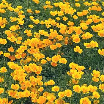 たくさん咲いてるの画像 by はなあーちゃんさん | ハナビシソウとビタミンカラーと癒される♡とたくさん咲いてる