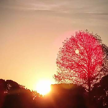 日の出の画像 by m＆oさん | お出かけ先と水辺の風景と水元公園と以前の写真と水元公園水辺の里付近と日の出と雲仲間と空撮りと樹木見上げ隊と朝の散策路