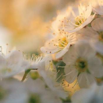 太陽の光を浴びての画像 by おささん | 広い庭とコデマリとマクロレンズと富山支部とGS映えとGS日和ときれいとおうち園芸とマクロ撮影と植中毒とミラーレス一眼とガーデニングと太陽の光を浴びてと花のある暮らしと落葉樹と白い花とポンポン咲き