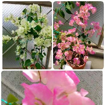 ブーゲンビリア♪の画像 by メグさん | バルコニー/ベランダと白い花とピンクのお花とブーゲンビリア♪と小さいベランダ