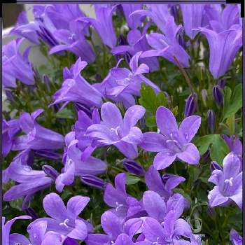 カンパニュラオーシャンの投稿画像一覧 Greensnap グリーンスナップ カンパニュラオーシャンの投稿画像一覧 Greensnap グリーンスナップ