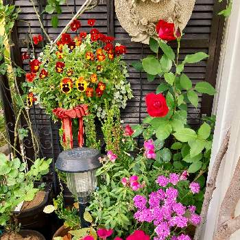 癒しを求めての画像 by White Roseさん | 小さな庭と花時間と癒しを求めてとビオラ・パンジーとピンクの花と南側の庭と寄植えと赤い花と花のある暮らしと薔薇♪と鉢栽培