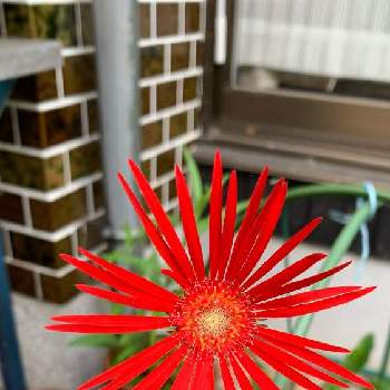 真っ赤の画像 by あいすくりーむけーきさん | 小さな庭と原種ガーベラとガーベラとお家で園芸とお家の植物と赤い花と真っ赤とガーデニングと花のある暮らし