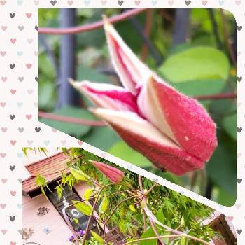 温かい気持ち♡の画像 by ミチさん | 小さな庭と花のある暮らしと温かい気持ち♡とミッチの会とクレマチス《プリンセスダイアナ》