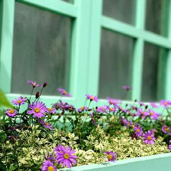名古屋港ワイルドフラワーガーデンの画像 by ライオンさん | お出かけ先とみどりのある暮らしと名古屋港ワイルドフラワーガーデンとわくわく♡と素敵な色合いと小さな楽しみと花のある暮らし