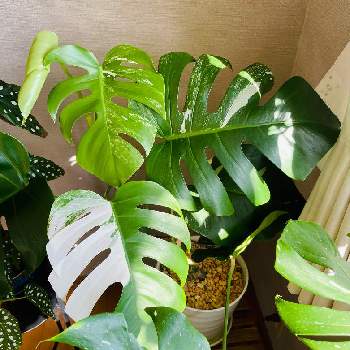 我が家の観葉植物。の画像 by Diaさん | 窓辺とモンステラ属と観葉植物と 斑入りモンステラと我が家の観葉植物。とモンステラ新芽
