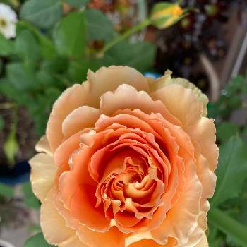 薔薇 ブラスバンドの画像 by グッチさん | テラスと薔薇 ブラスバンドと我が家の薔薇とオレンジ色の花と大好きな薔薇♡とおうち園芸と元気に育ててますよ