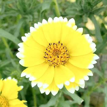 自然の中での画像 by おかゆさん | お出かけ先とツマジロヒナギク♪と国営昭和記念公園と黄色い花と自然の中でと可愛い