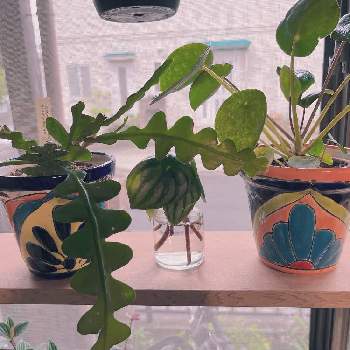 ピレア・ペペロミオイデスの画像 by YOUちゃんさん | 窓辺とペペロミア・アルギレイア（スイカペペ）とエピフィラム アングリガーとピレア・ペペロミオイデスとグリーン！グリーン！グリーン！と植物大好きと大好きと朝日を浴びてとメキシコの鉢とパンケーキプランツ♡︎ʾʾとわたしの家の観葉植物とGWとジグザグ カクタスとペペロミア、スイカぺぺ