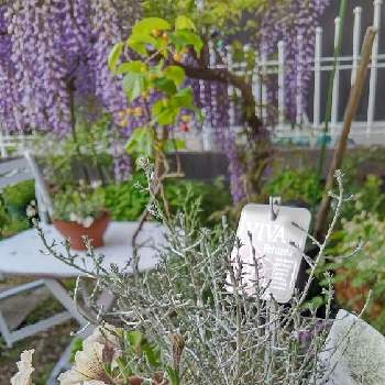 プラチーナ の投稿画像一覧 Greensnap グリーンスナップ