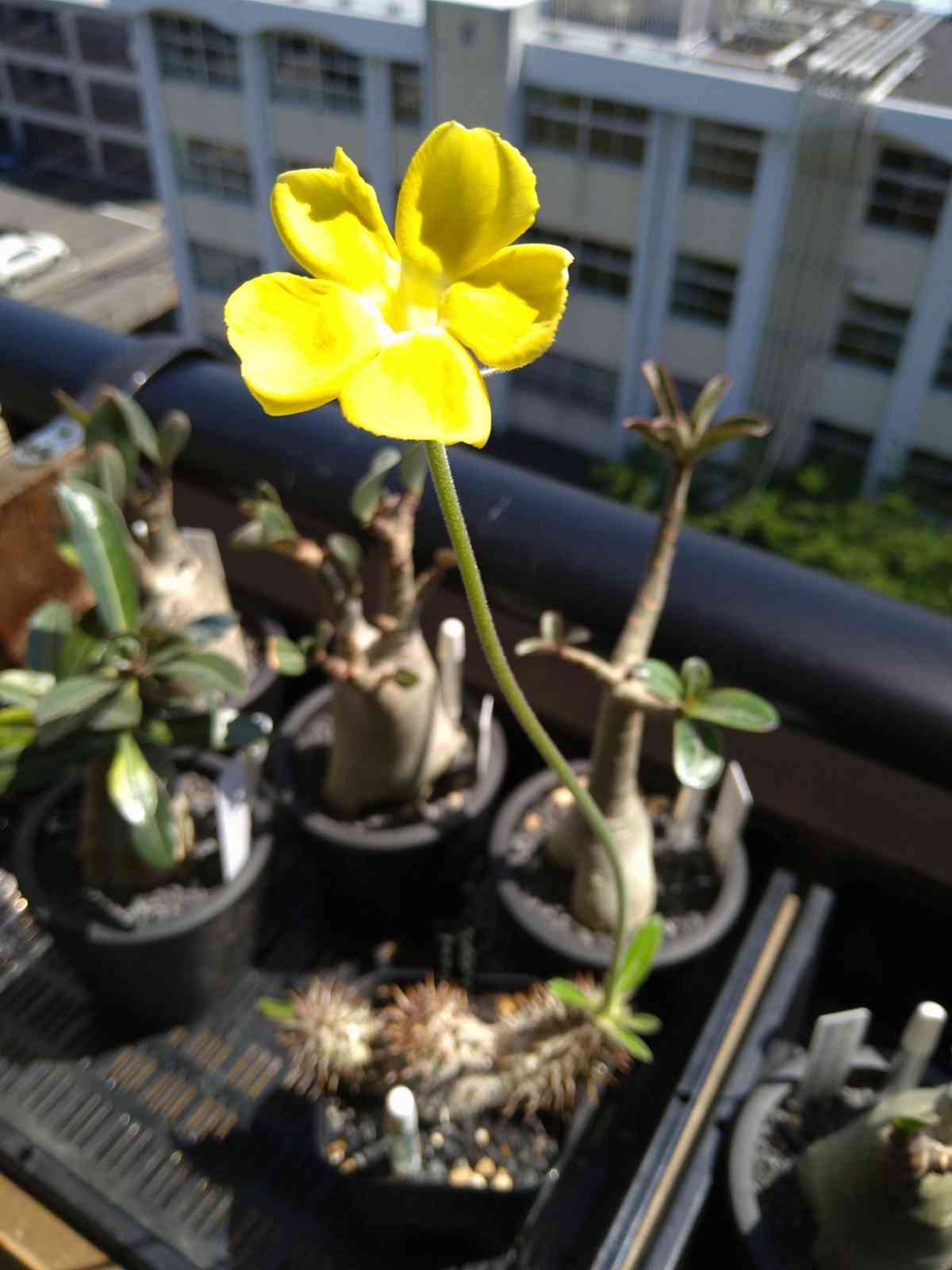 ✿【実生】p.マカイエンセ2020〜｜🍀GreenSnap（グリーンスナップ）