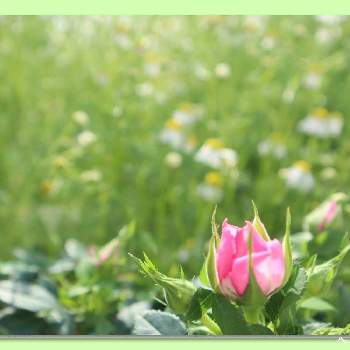 朝陽の画像 by Hana★さん | 小さな庭とハーブ  カモミール  と風に吹かれてと空が好き♪と可愛い花と自然大好きと薔薇の蕾さんと朝陽と風に揺れてと白い花と薔薇♪と花が好き