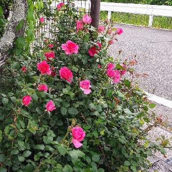 バラ パレードの画像 by kazuさん | 小さな庭とクレマチス♡フロリダ原種とクレマチス♬とおうち園芸とバラ パレードと花のある暮らしと薔薇♪