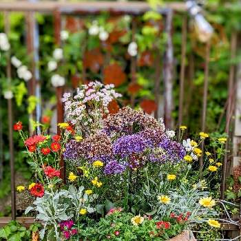 植物のある生活の画像 by ろうそくの火さん | 小さな庭とよせ植えとキュンキュン乙女倶楽部と植物のある生活と植物のある暮らしとおしゃれな土曜日♪と寄せ植えと手作りの庭と癒しと癒し…とビンテージとお花の寄せ植えと2022 Green Snap Marcheと鉢花とコンテナガーデンとお花が好き♡と花のある暮らしと古道具と寄せ植え大好きと癒し♡と花の寄せ植え