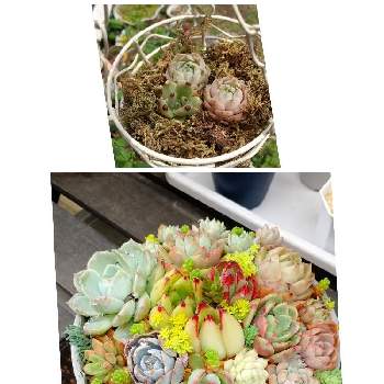 トロピカルガーデンの画像 by yukoさん | 小さな庭と多肉植物と千葉県と寄せ植えと多肉植物のある暮らしとトロピカルガーデンとトロピカルガーデン埼玉