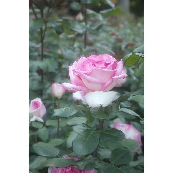 Foveonの画像 by nesoさん | ウィミィとnesoの薔薇と与野公園と埼玉県さいたま市とFoveonと街中の娘さん