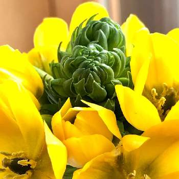 オーニソガラム属の画像 by 花土葉さん | 窓辺と金曜日の蕾たちとオーニソガラム属と黄色の花と今日も元気でとオーニソガラムダビウム