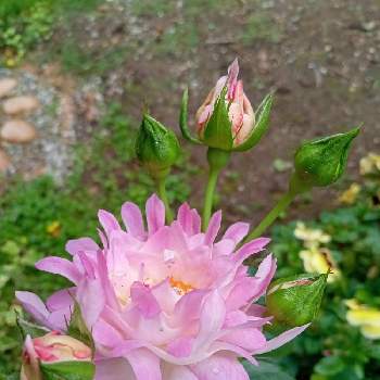 わが家の庭の画像 by ひよたろさん | 薔薇好きと花と緑のある暮らしとわが家の庭と薔薇シーアネモネ