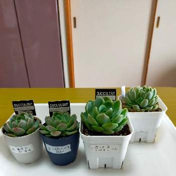 花ちゃん培養土の投稿画像一覧 Greensnap グリーンスナップ 花ちゃん培養土の投稿画像一覧 Greensnap グリーンスナップ