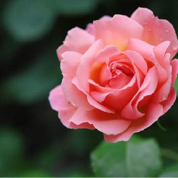 プシュケの画像 by tokitokiさん | 小さな庭とプシュケとばら バラ 薔薇
