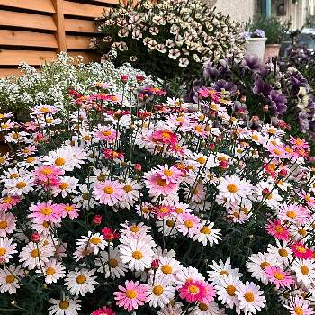 マーガレット・ストロベリーホイップの画像 by ストロベリーさん | 秋植えとPWとマーガレット・ストロベリーホイップと花好きな人と繋がりたいと花のある暮らしとまたお迎えしたい