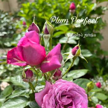 プラムパーフェクト バラの画像 by ゆきんこさん | 薔薇好きとプラムパーフェクト バラ
