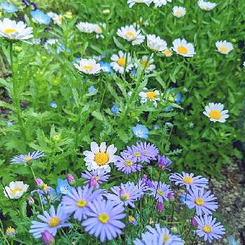 庭のお花達の画像 by ふわりさん | 小さな庭とノースポールとブラキカムとネモフィラと地植えと花壇と花のある暮らしと庭のお花達