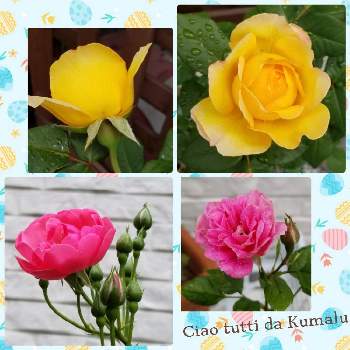 黄色いお花大好き協会の画像 by くまるさん | 小さな庭とバラ　レモンとバラ アンジェラとミニバラとみんな元気で！と毎日ローズショーとGS2年生とウキウキわくわく♪と楽しく元気に頑張ろうと黄色い花とGSに感謝。とゆるくたのしくとピンクワールドへ ようこそと黄色いお花大好き協会と㊗️こぺんちゃん100picと多様性を愛する会