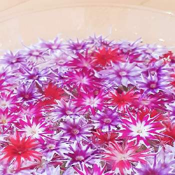 いやしの画像 by ともちんさん | キッチンとスターフロックスとピンクの花といやしと可愛いお花と星形のお花とフロックス星咲きと花のある暮らしと紫のお花