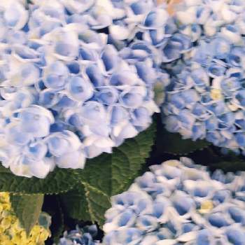母の日ギフトの画像 by すいかさん | あじさいと紫陽花 アジサイ あじさいと母の日にと仕事先とブルーの花と母の日ギフトと花市場