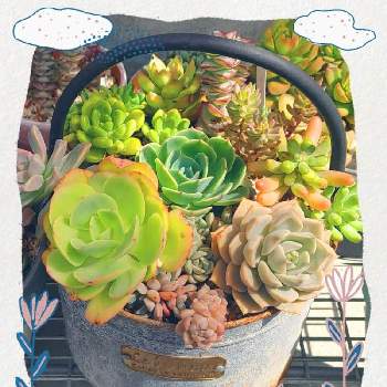 ピーチプリデの画像 by HIROさん | 小さな庭と七福神と白牡丹とピーチプリデと多肉植物と多肉寄せ植えと多肉女子