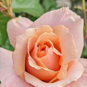 バラ　アプリコットキャンディの画像 by みーぽんさん | バラ　アプリコットキャンディと我が家の庭と花のある暮らしとおうち園芸