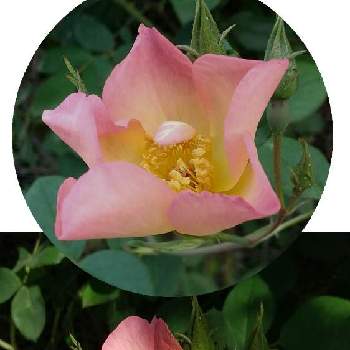 バラ 四季咲きの画像 by はてはぁなさん | バラ、薔薇、ばらとジ・アレキサンドラ・ローズといい感じ♡とmy gardenとチーム岐阜とキレイ☆とイングリッシュ・ローズと美しい✨✨と半つる性とバラ 四季咲きといい香り♡と地植え