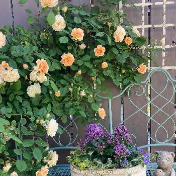 バラ ’ バフ・ビューティー ’の画像 by ぷるんさん | 小さな庭とディゴンドラ　シルバーフォールとペンタスとバコパ　ライムバリエガータとコンボルブルス スターうおづとバラ ’ バフ・ビューティー ’とばら バラ 薔薇と寄せ植えとお庭のお花と植えましたとつるバラとナチュラルガーデンとお花のある暮らしとナチュラルスタイルと今年もありがとうと花のある暮らしと薔薇♪と紫のお花