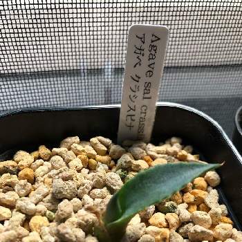 アガベ サルミアナ クラッシスピナの投稿画像一覧 Greensnap グリーンスナップ