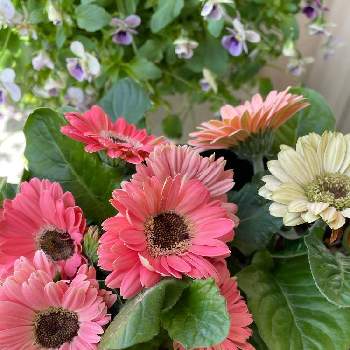 ミニガーベラの画像 by ユーリさん | バルコニー/ベランダとミニガーベラとG,Sの皆さんに感謝と植物のある暮らしと植物が好き♡と花に惹かれて癒されると花に癒される日々